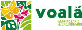 VOALÁ