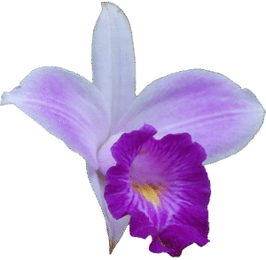 Orquídea Babú Voalá